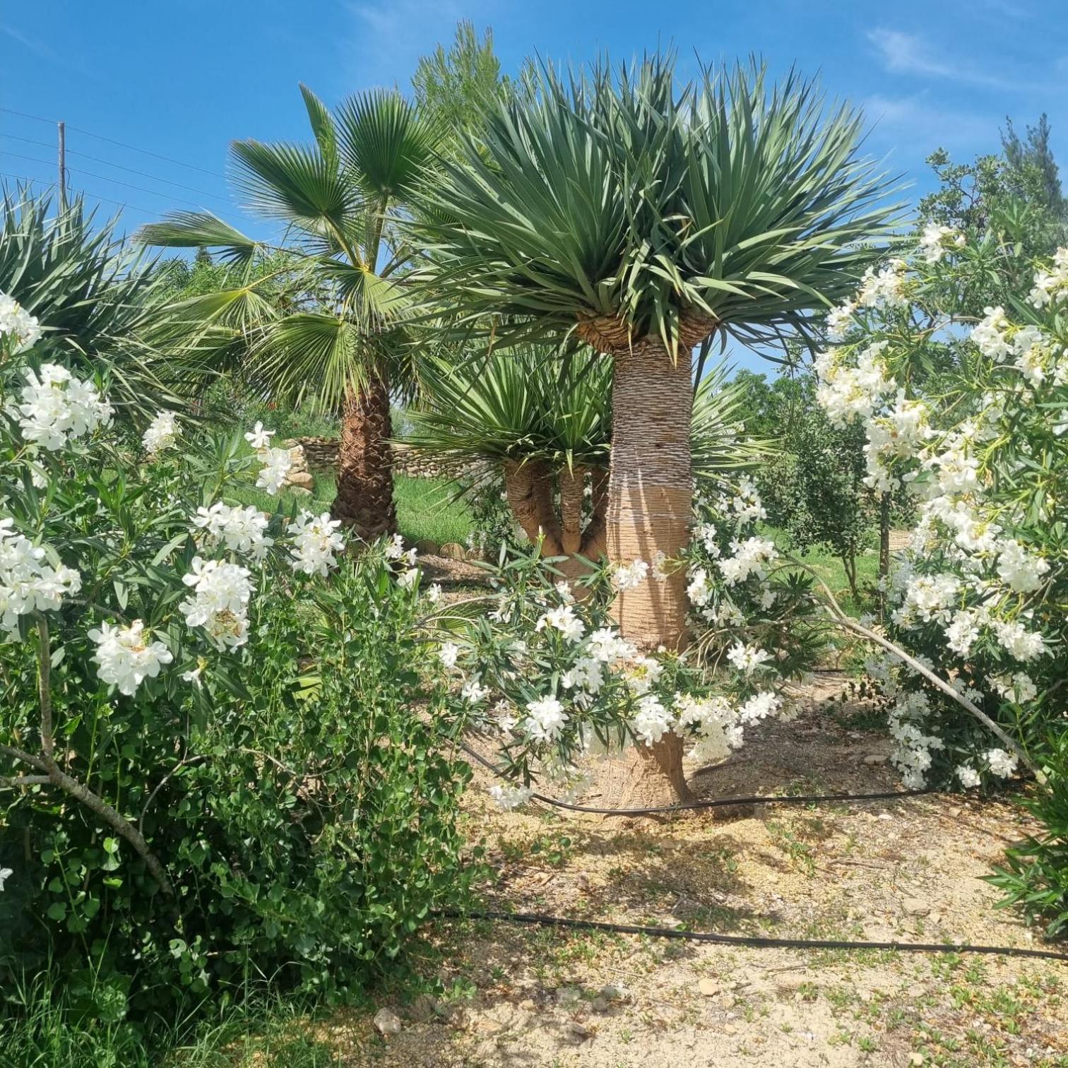 Privatunterkunft Cortijo Gallardas En Almeria *